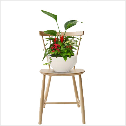寄せ植え