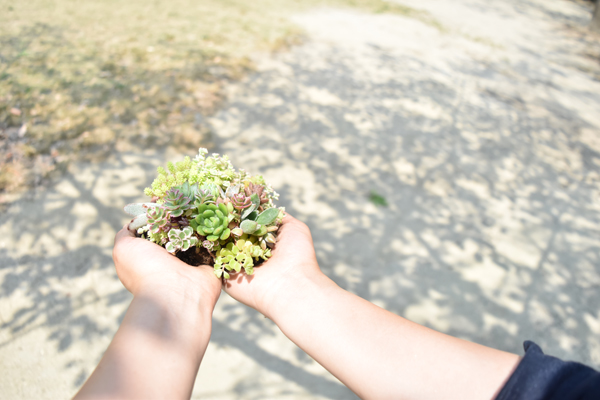 観葉植物レンタルイメージ