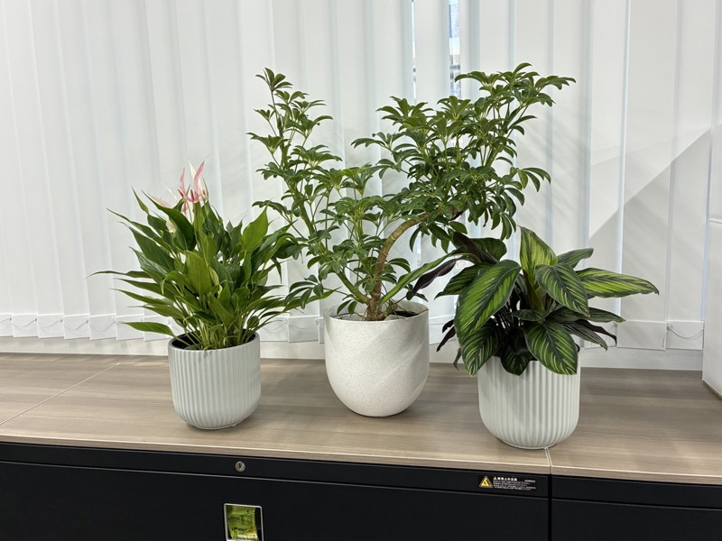 グリーンレンタル事例