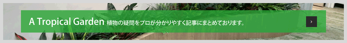 A Tropical Garden 植物の疑問をプロが分かりやすく記事にまとめております。