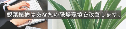 観葉植物はあなたの職場環境を改善します。